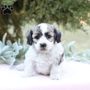 Jenny, Bich-Poo Puppy